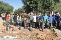 بالصور: مؤسسة الرابطة تزرع 250 شجرة حمضيات في مقبرة "طاسو" بيافا